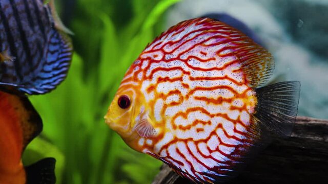 Close up view of gorgeous checkerboard red map discus aquarium fish. Hobby concept.