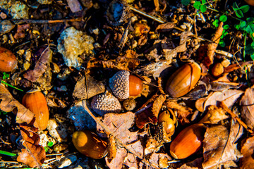 autumn acorns