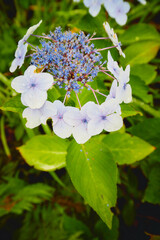 crown of flowers, blue flowers, - 389968991