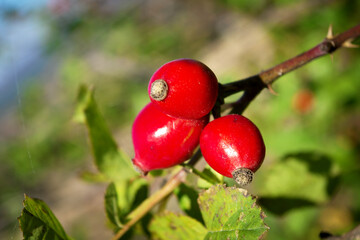 Rose hips. Dog rose rosa canina red ripe fruits growing on shrub. Nature background. Swietokrzyskie Mountains, Poland.