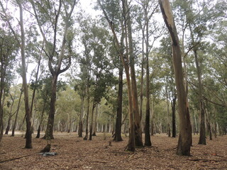 Obraz premium trees in the forest