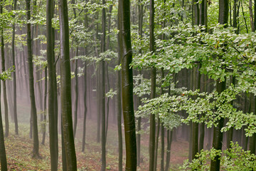 wet rain and fog in the forrest - 389969577