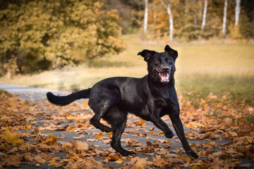 Black dog is running in nature with sticks. She is so cute dog.