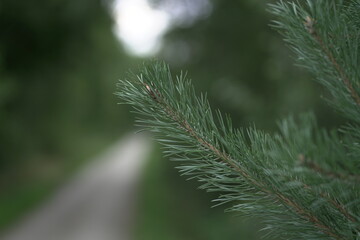 Waldweg Feldweg 