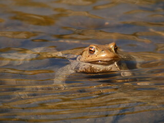 Common toad (Bufo bufo) in the river, Gdansk, Poland