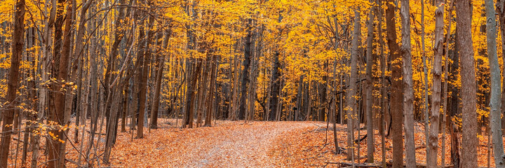 Panoramic view of colorful maple trees in late autumn time
