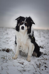Tricolor border collie is sitting on the field in the snow. He is so fluffy dog.
