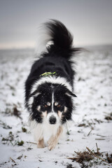 Obraz premium Tricolor border collie is going on the field in the snow. He is so fluffy dog.