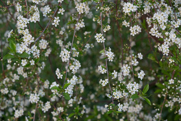 Spring Cherry blossoms, white flowers. Blurred background.