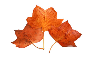 Three orange Maple leaves isolated on white background