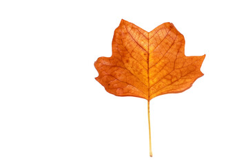Single autumn leaf isolated on white background