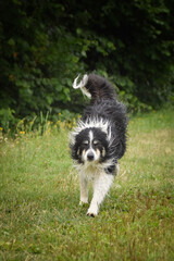 Wet border collie is running on the field. He is after swimming.