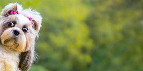 Fanny shih-tzu dog  peeps ,banner.