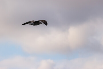 A seagull on the cloudy sky