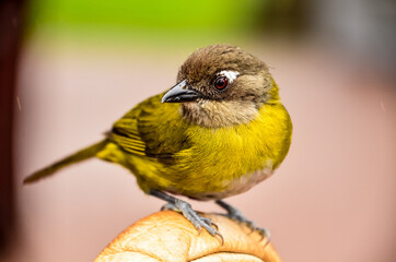 A Little tanager