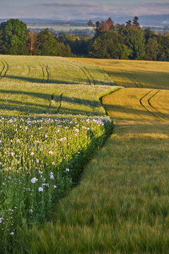 poppy seed, opium, czech agriculture 2
