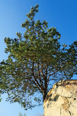 Pine tree growing on rock. Scots pine Pinus sylvestris tree bottom up view. Swietokrzyskie province, Poland.