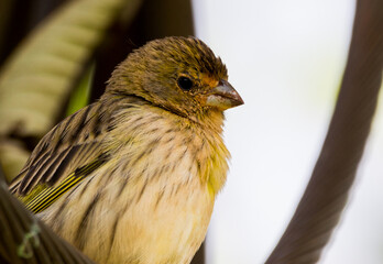 saffron finch
 on a branch