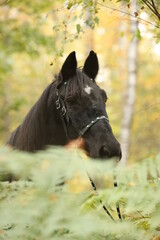 Rappe im Wald