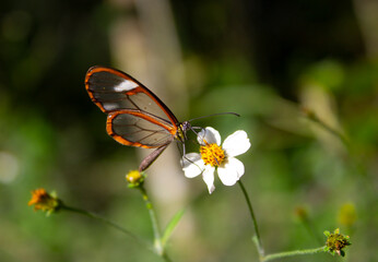 Mariposa Greta Otto