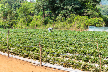 GOA, INDIA - Mar 21, 2020: Strawberries being sorted and packaged for sale at a farm in Goa, India