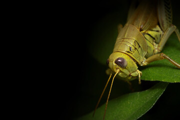 Close up shot of Grasshopper on a plant