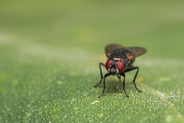 Close up shot of fly on a leaf