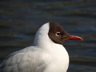 Portrait of black-headed gull (Chroicocephalus ridibundus), Gdansk, Poland