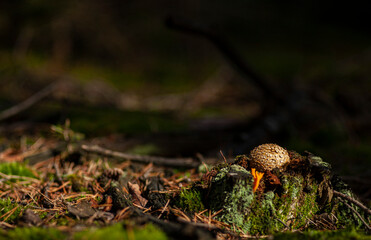 Fondo de pantalla con una seta 