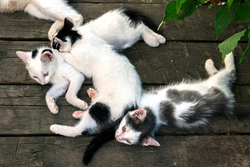 Naklejka na ściany i meble Cute white-black fluffy kittens sleeping together on the wooden boards outdoors