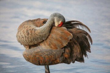 Close up shot of Sandhill crane bird © SNEHIT PHOTO