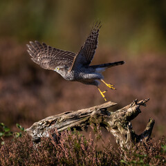 Sparrowhawk takeoff