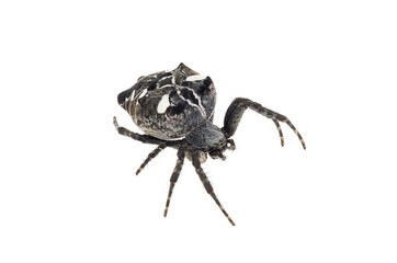 Tropical tent-web spider isolated on white background, Cyrtophora citricola