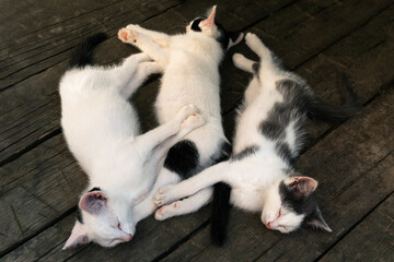 Cute white-black fluffy kittens sleeping together on the wooden boards outdoors