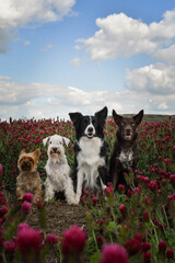 Four dogs are sitting in crimson clover. It was so tall so he must jump.