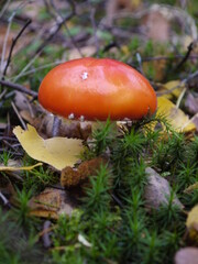 Fliegenpilz