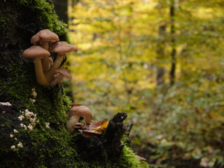 Im Herbstwald