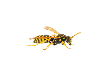 European paper wasp isolated on white background, Polistes dominula