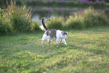 Katze Kater Haustier Wiese