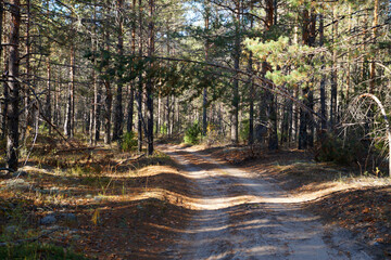 dirt road in a sunny pine forest