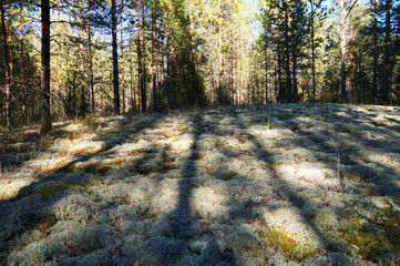 gray moss in a sunny pine forest