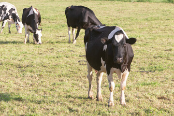 Holstein cows grazing in a field in Brittany