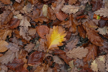 Fallen leaves from a tree in the forest in autumn