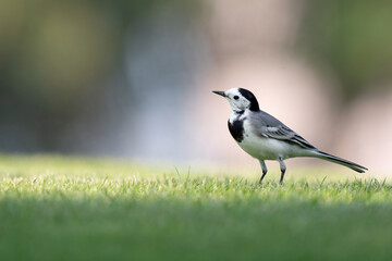 White Wagtail in a park in Doha, Qatar