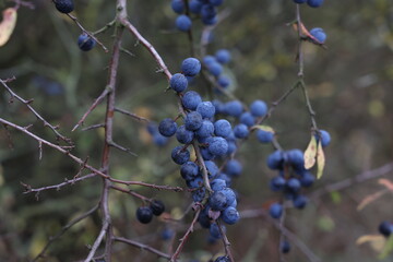 Blue berries of blackthorn ripen on bushes