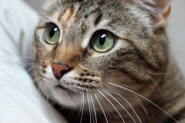 portrait of a gray young cat close up