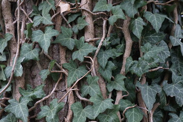 Hedera helix - Green ivy weaves a tree trunk
