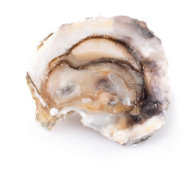 Fresh oyster isolated with shadow on white background