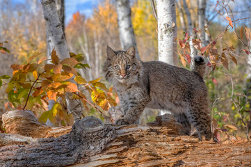 Bobcat Kitten in the Birch Forest in Autumn
