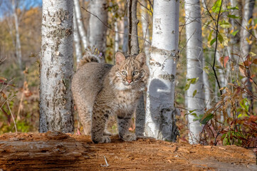 Naklejka na ściany i meble Bobcat Kitten in the Birch Forest in Autumn